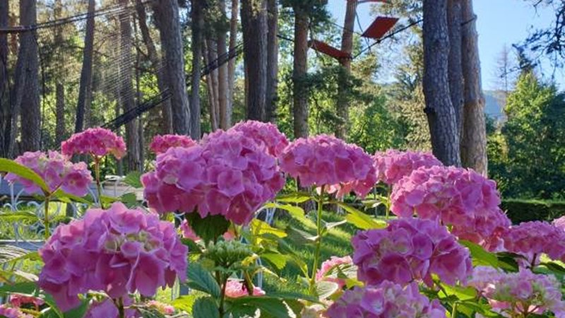 Les Ô d'Annecy Les Ô d'Annecy